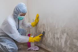 Why You Should Choose Our Mold Remediation Services in Placeholder8